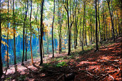 Autumn Wood, Pictures courtesy of Wightphotobreaks.co.uk