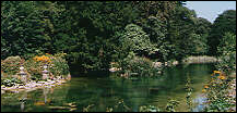 Bonchurch Pond